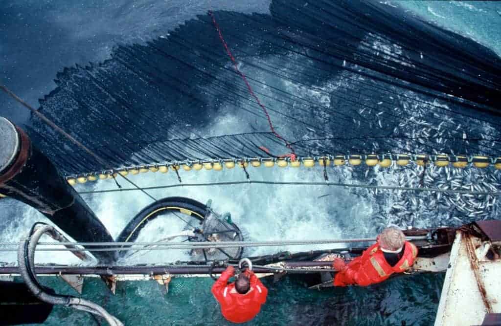 Устойчивата морска храна носи реални ползи за бизнеса